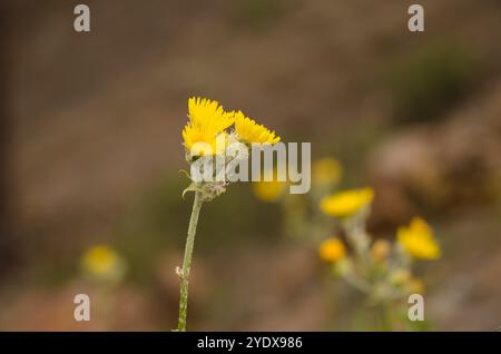 Inflorescence de Sonchus acaulis. Le parc rural de Nublo. Gran Canaria. Îles Canaries. Espagne. Banque D'Images