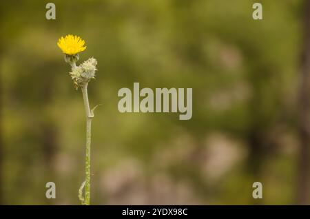 Inflorescence de Sonchus acaulis. Le parc rural de Nublo. Gran Canaria. Îles Canaries. Espagne. Banque D'Images