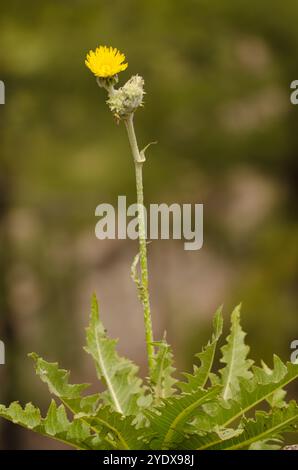 Plantez Sonchus acaulis en fleur. Le parc rural de Nublo. Gran Canaria. Îles Canaries. Espagne. Banque D'Images