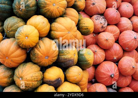 Une collection colorée de citrouilles remplit l'espace du marché, présentant différentes tailles et formes. Banque D'Images