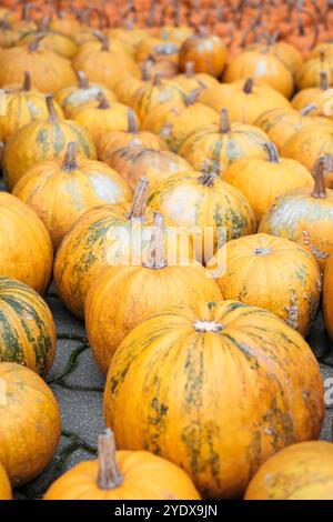 Des rangées de citrouilles orange vif aux textures uniques remplissent le sol d'un marché d'automne animé. Les visiteurs admirent la récolte, entourés par la saison Banque D'Images