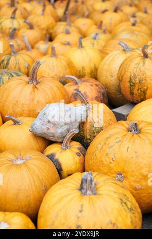 Une collection colorée de citrouilles se trouve abondamment dans un marché fermier animé, mettant en valeur les teintes vibrantes de l'automne. L'affichage comprend plusieurs Banque D'Images