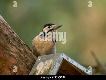 Gros plan d'un grand pic tacheté mâle dans la forêt Banque D'Images