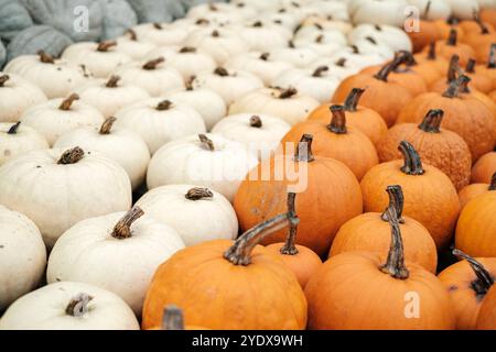 Des rangées de citrouilles dans différentes nuances d'orange et de blanc remplissent le marché animé, invitant les visiteurs à célébrer la beauté de l'automne. Les couleurs chaudes R Banque D'Images