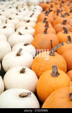 Des rangées de citrouilles orange et blanches éclatantes créent une belle exposition dans un marché d'automne animé en octobre. Les citrouilles varient en taille et en forme, invitant Banque D'Images