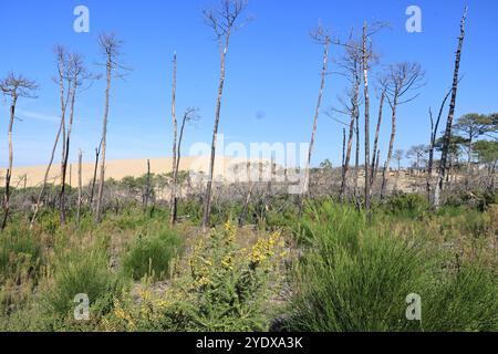 Catastrophe écologique : forêt de pins détruite par les grands incendies de juillet 2022 autour de la Dune du Pilat en Gironde dans le sud-ouest de la France. Plus que t Banque D'Images