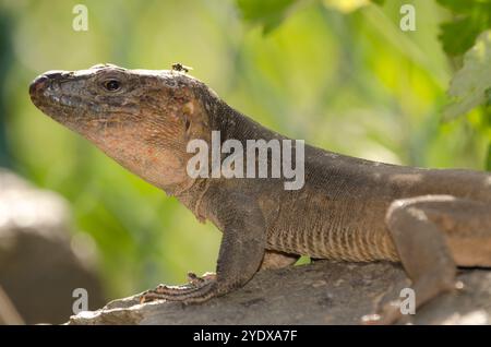 Lézard géant mâle de Gran Canaria Gallotia stehlini. Réserve naturelle intégrale d'Inagua. Tejeda. Gran Canaria. Îles Canaries. Espagne. Banque D'Images