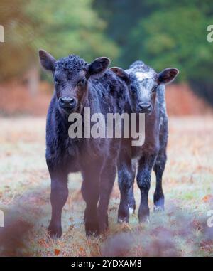 Deux jeunes veaux dans une clairière de la New Forest vus à travers les feuilles d'un buisson saumâtre et un fond flou Banque D'Images