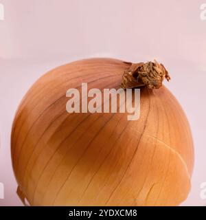 oignon brun sur fond blanc. Photo carrée. Banque D'Images