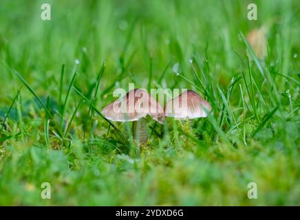 Champignons Fibrecap dans l'herbe recouverte de rosée Banque D'Images