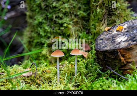 Une paire de champignons Brittlestem poussant dans les bois moussseux Banque D'Images