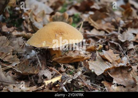 Velvet Bolete est un éventail de vieux feuillage Banque D'Images