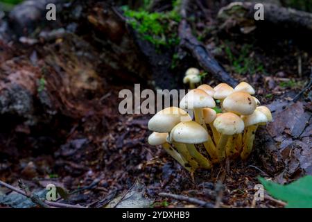 Hypholoma fasciculare, communément appelé touffe de soufre ou grappes de bois, est un champignon commun des bois Banque D'Images