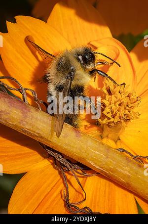 Une abeille sur une fleur de Cosmos dans un jardin de début d'automne. Banque D'Images