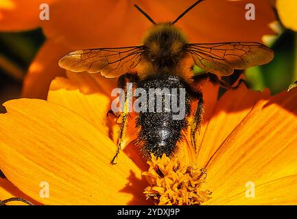 Une abeille sur une fleur de Cosmos dans un jardin de début d'automne. Banque D'Images