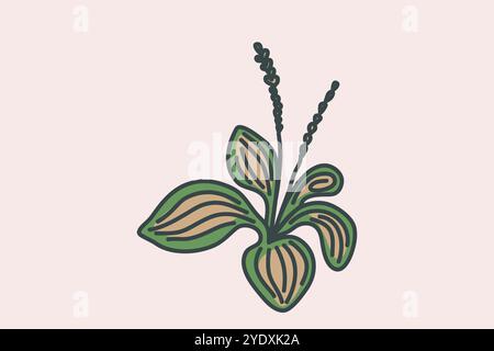 Contour de plante botanique dessiné à la main isolé sur fond beige. Illustration vectorielle de plantain de fleur artistique à la mode. Design graphique avec espace pour w Illustration de Vecteur