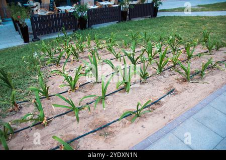 Dubaï, Émirats arabes Unis - 17 octobre 2016 : un petit jardin urbain avec de jeunes plantes poussant en rangées soignées, mettant en valeur les efforts de l'agriculture urbaine. Banque D'Images