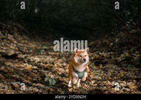 Chiot Shiba inu est debout sur le sol plein de feuilles tombées dans la forêt le jour ensoleillé d'automne Banque D'Images