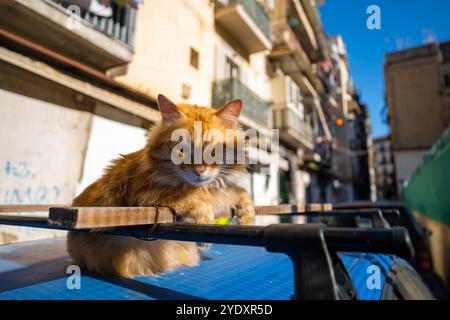 Naples, Italie - 23 mai 2024 : chat au gingembre posé sur un toit de voiture dans les rues ensoleillées. Banque D'Images