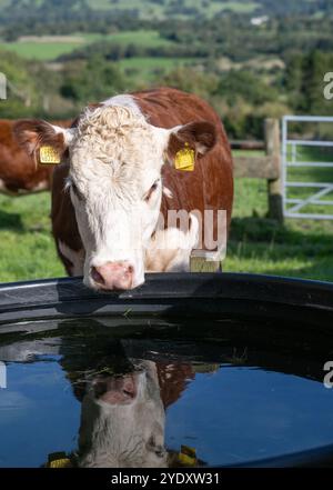 Bovins de Hereford buvant de l'eau douce dans un bac d'eau dans un champ. Cumbria, Royaume-Uni. Banque D'Images