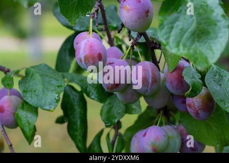 Prunes rouges mûres sur la branche avec des gouttelettes de rosée dans le jardin Banque D'Images