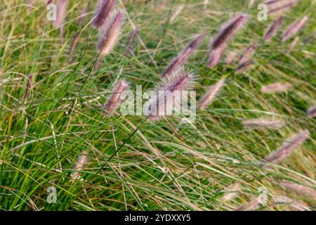 Pennisetum alopecuroides 'Red Head', feuilles vertes, avec des fleurs rouges rosâtres en fine prise. utilisé beaucoup dans les projets de jardin paysager et les conceptions pour le p Banque D'Images