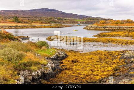 La Communauté possédait l'île d'Ulva en automne, prise du ponton d'Ulva sur l'île de Mull, en Écosse, à marée basse avec des algues dorées et des bateaux amarrés. Banque D'Images