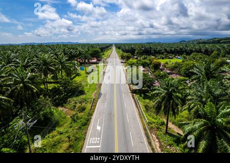 Vue aérienne du palmier à huile africain à Puntarenas Costa Rica Banque D'Images