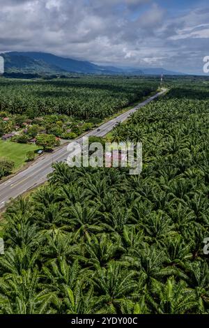 Vue aérienne du palmier à huile africain à Puntarenas Costa Rica Banque D'Images