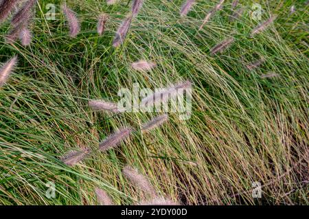 Pennisetum alopecuroides 'Red Head', feuilles vertes, avec des fleurs rouges rosâtres en fine prise. utilisé beaucoup dans les projets de jardin paysager et les conceptions pour le p Banque D'Images