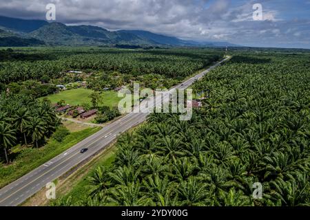 Vue aérienne du palmier à huile africain à Puntarenas Costa Rica Banque D'Images