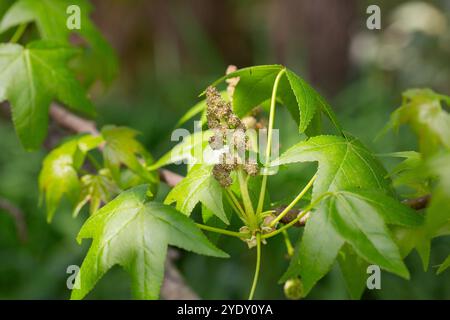 Feuilles vertes de gomme sucrée américaine (Liquidambar styraciflua). L'arbre est également connu sous le nom de Redgum, Sweet Gum, Satinwood, Hazel Pine, American-storax, Bilsted Banque D'Images