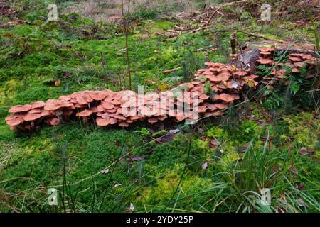 Groupe de champignons à miel suivant la racine d'un pin mort, probablement tué par ce champignon pathogène pour les plantes Banque D'Images