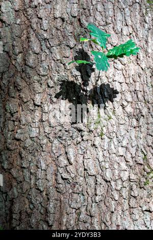 Ombre de feuille de chêne sur tronc d'arbre, texture et forme Banque D'Images