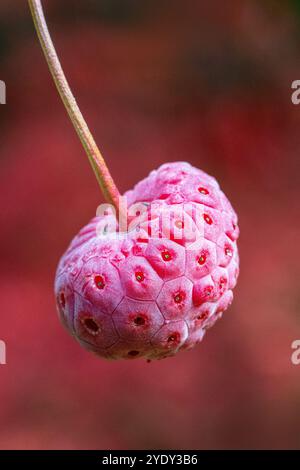 Cornus Kousa fruit en octobre, Royaume-Uni Banque D'Images