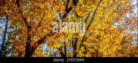 Branches sombres contrastées avec des arbres majestueux aux couleurs d'automne vives recouverts de feuilles ombragées orange doré sur le sol. Toile de fond de la saison d'automne Banque D'Images
