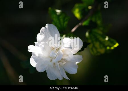 Une fleur blanche d'hibiscus syriacus plante, communément connue sous le nom de rose coréenne, rose de Sharon, kacia syrien, arbuste althea ou mouchelier rose, dans un jardin à Banque D'Images