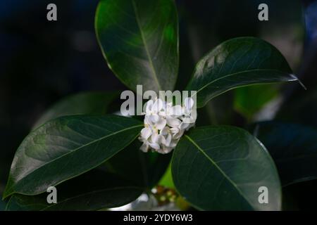 Petites fleurs avec des feuilles vertes, olive douce. (Osmanthus fragrans) Banque D'Images