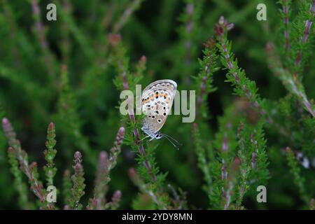 Femelle papillon bleu cloutée en argent - Plebejus argus Banque D'Images