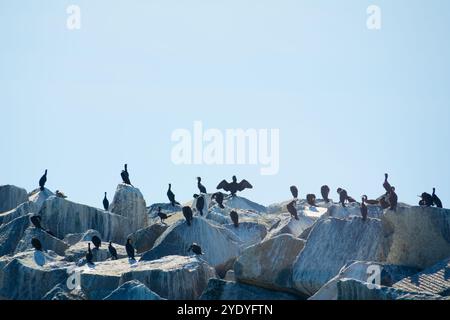 Un troupeau de cormorans reposant sur les rochers Banque D'Images