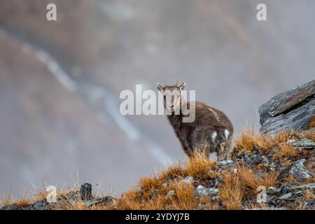 Une jeune chèvre de montagne se dresse sur une pente rocheuse, entourée d'herbes sèches et d'un fond sourd de ciel gris. Capra ibex, Alpes. Banque D'Images