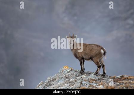 Un bouillon alpin (Capra bouillon) se dresse majestueusement sur un éperon rocheux, son regard dirigé vers la caméra. L'air brumeux enveloppe l'arrière-plan. Banque D'Images