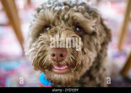 Gros plan d'un petit chien labradoodle brun. Banque D'Images