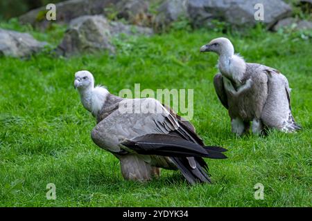 Deux griffons vautours / griffons eurasiens (Gyps fulvus) oiseau charneur originaire du sud de l'Europe, de l'Afrique du Nord et de l'Asie Banque D'Images