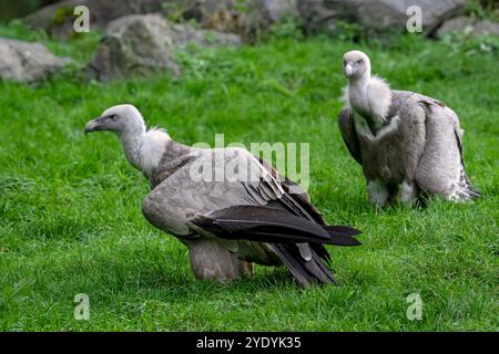 Deux griffons vautours / griffons eurasiens (Gyps fulvus) oiseau charneur originaire du sud de l'Europe, de l'Afrique du Nord et de l'Asie Banque D'Images