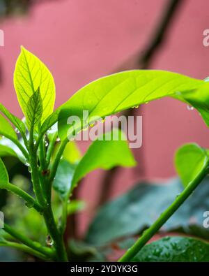 Gouttes d'eau sur les feuilles d'avocat Banque D'Images