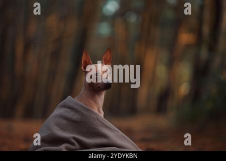 Un chien sans poils est assis sur le sol enveloppé dans une couverture, entouré d'arbres. Le chien semble calme et content, assis paisiblement dans la forêt. Banque D'Images