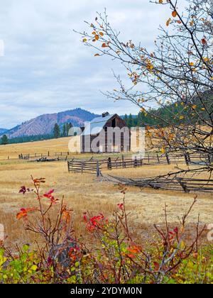 Une vieille grange se dresse dans un champ encadré derrière des arbres et des arbustes près d'Ellensburg, Washington. Banque D'Images