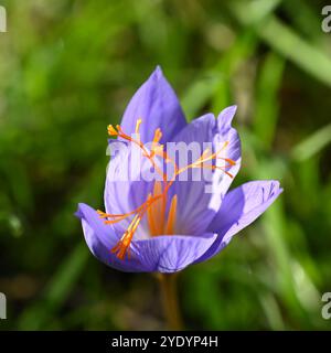 Fleurs violettes / bleues et étamines oranges de crocus d'automne, crocus speciosus, dans le jardin britannique octobre Banque D'Images