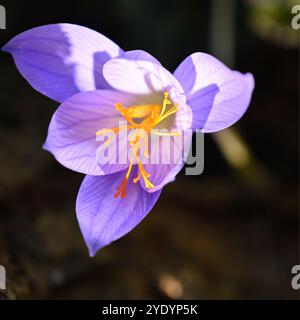 Fleurs violettes / bleues et étamines oranges de crocus d'automne, crocus speciosus, dans le jardin britannique octobre Banque D'Images